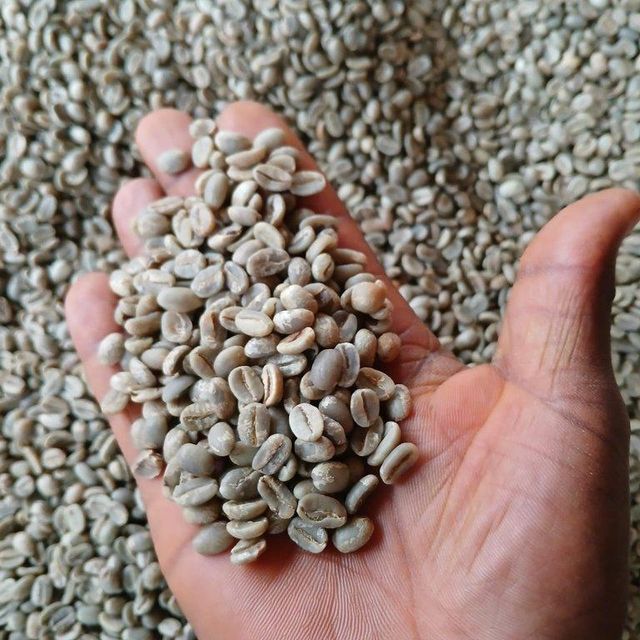 Coffee Bean (Arabica and Robusta) Type Coffee Bean (Arabica and Robusta) - Image 5